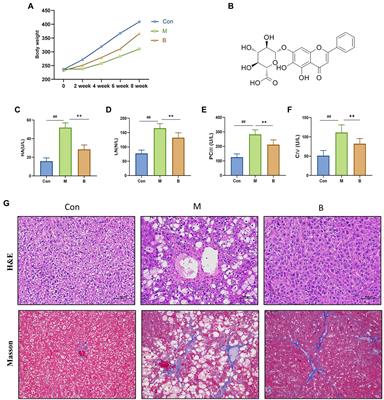 Exploration of the potential mechanism of Baicalin for hepatic fibrosis based on network pharmacology, gut microbiota, and experimental validation